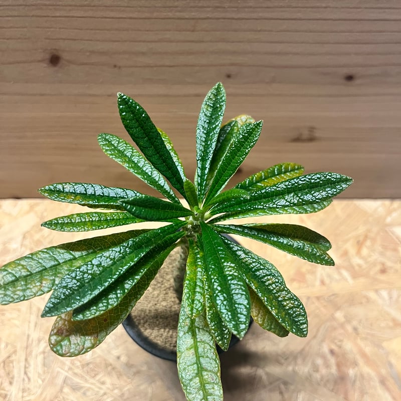 ドルステニア ギガス | GREEN LUCK