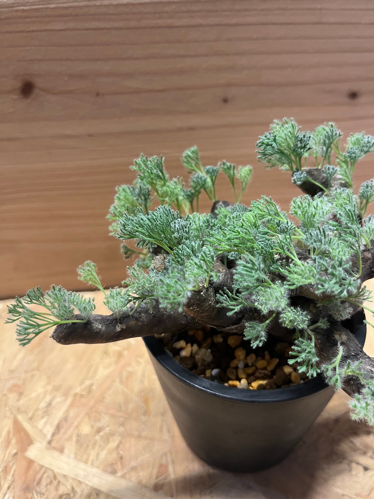 モンソニア　ムルチフィダ① モンソニア ムルチフィダ①大型 | X−PLANTS