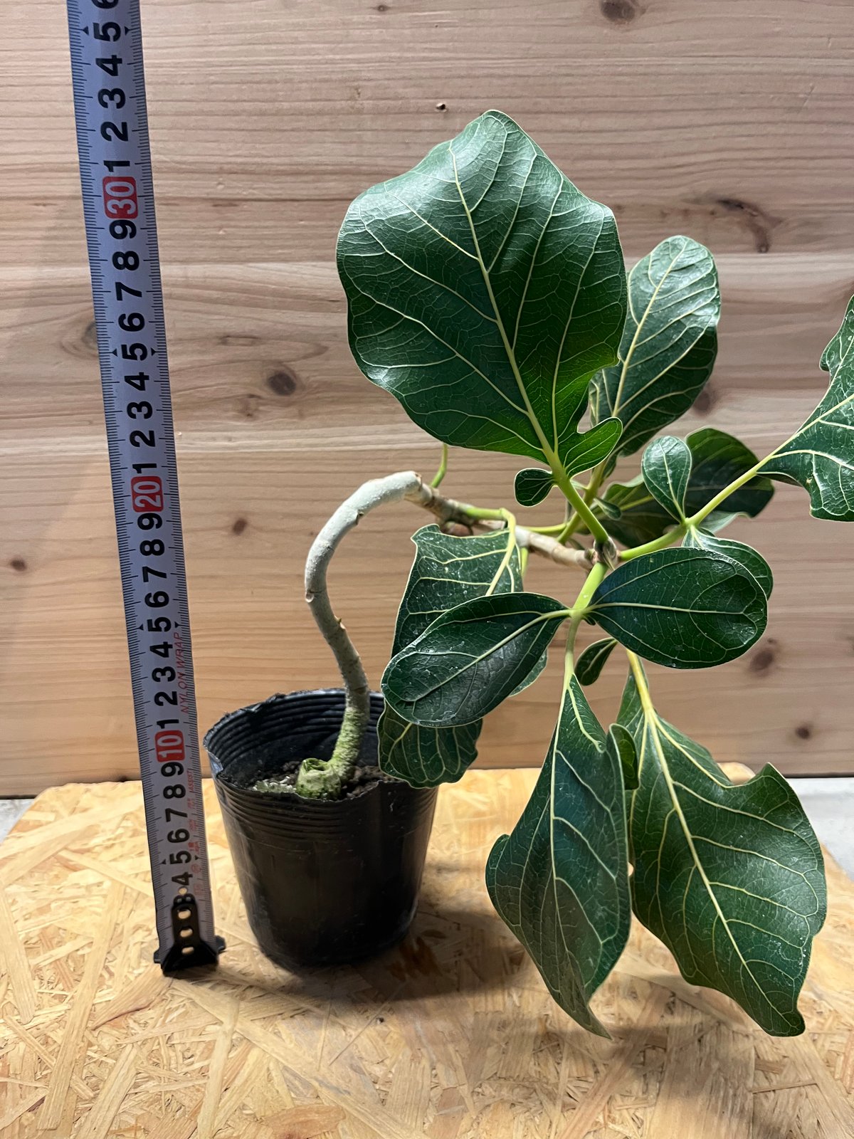 希少　フィカス　クリシュナ　菩提樹　7号鉢 クリシュナ菩提樹 お釈迦様がこの木の下で悟りを開いたという逸話も