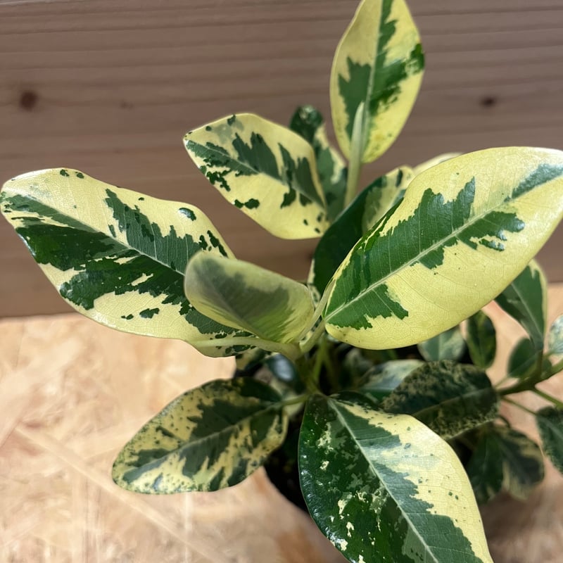 フィカス ルビキノーサ 斑入り フランスゴムの木 | GREEN LUCK