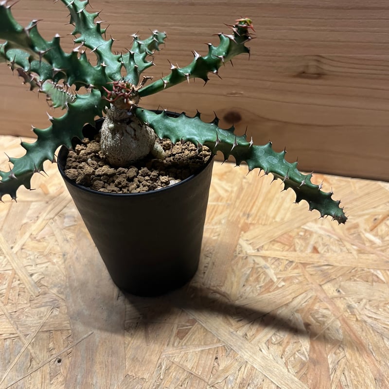 ユーフォルビア スクアローサ | GREEN LUCK