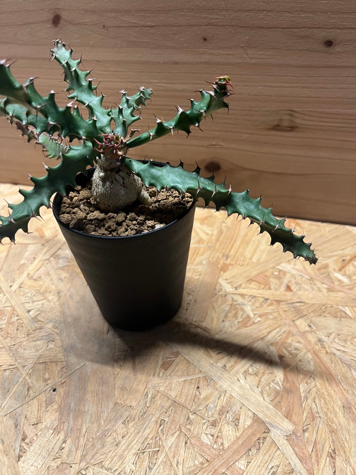 ユーフォルビア スクアローサ | GREEN LUCK