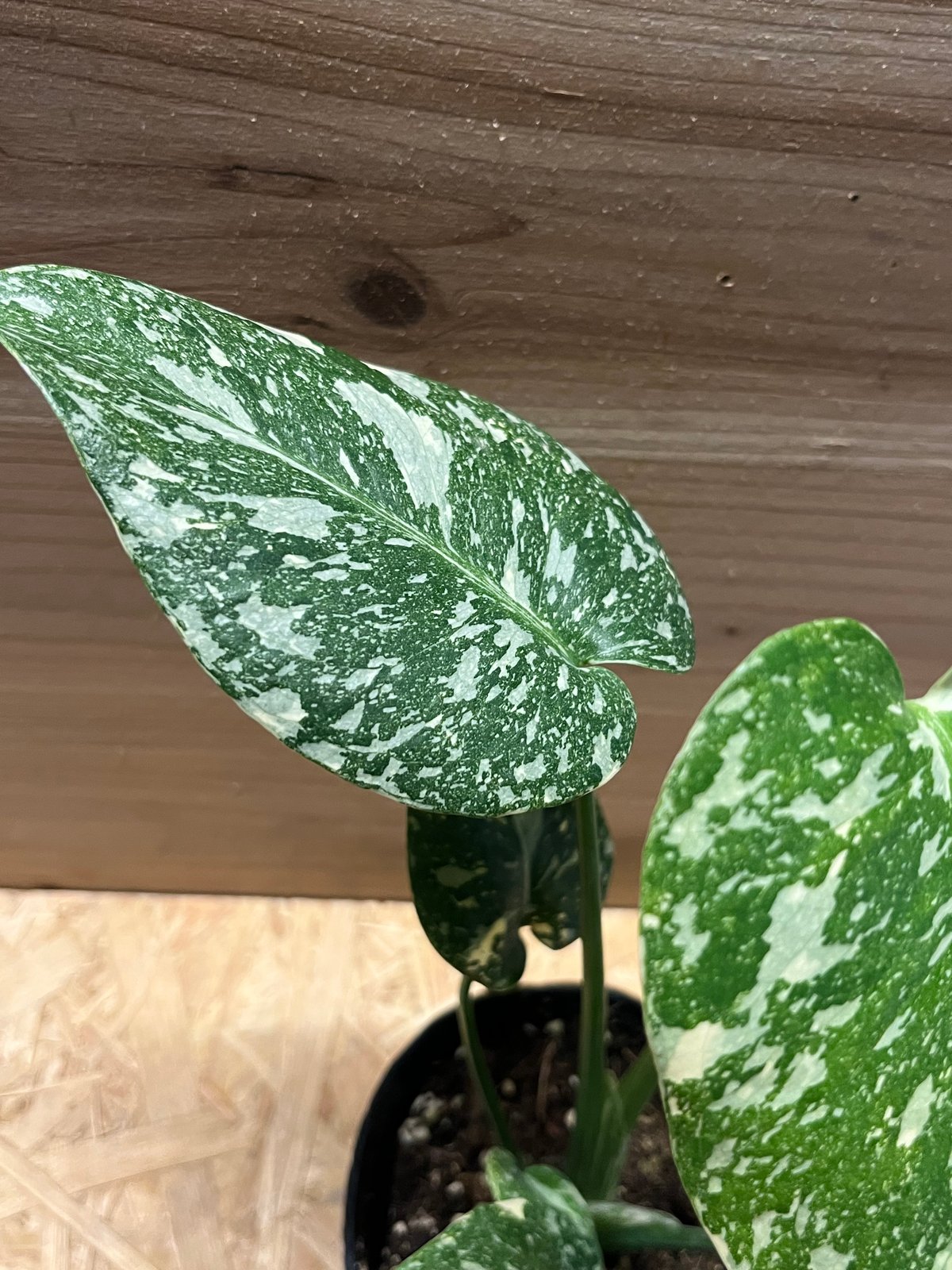 ラ*ん様 モンステラ　デリシオーサ　タイコンステレーション　極斑　美斑　ハイグレ 選抜株/2号サイズ】モンステラ・デリシオーサ 'タイコンステ