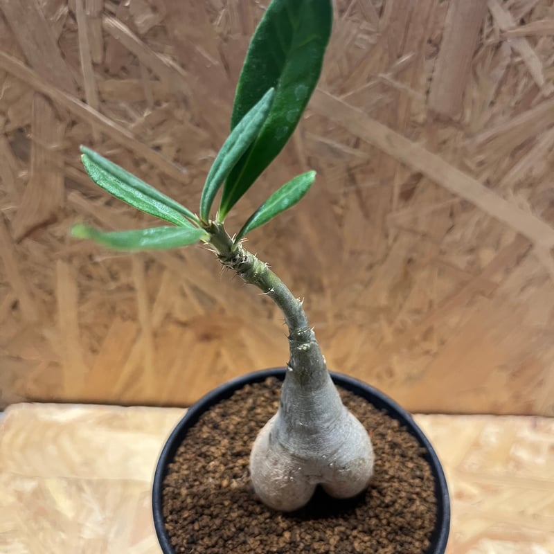 パキポディウム ビスピノーサム | GREEN LUCK