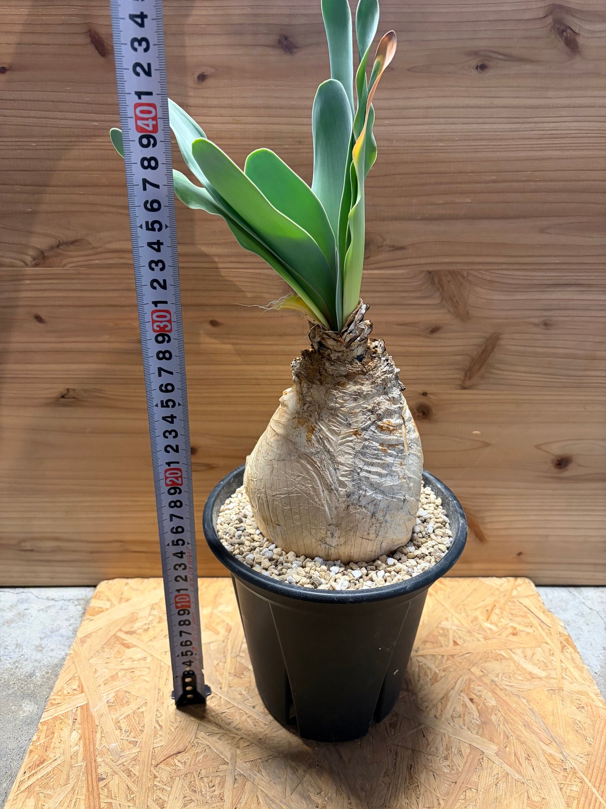 ブーファン ハエマンソイデス | GREEN LUCK