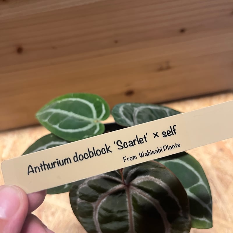 Anthurium Docblock 'Scarlet' S1株分け Anthurium Docblock 'Scarlet' S1株分け - メルカリ