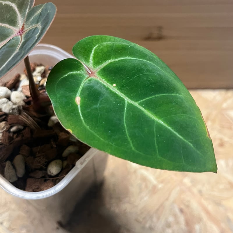 アンスリウム ホフマニー レッドサイナス | GREEN LUCK