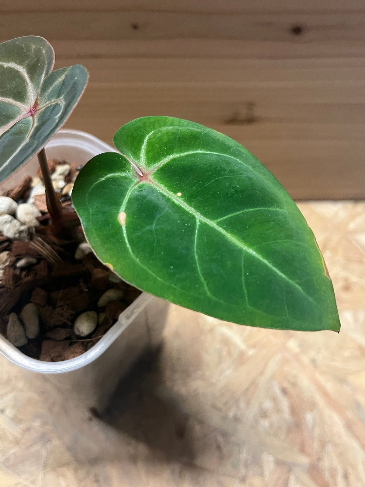 アンスリウム　レッドクリスタリナム×ホフマニー　レッド　サイナス　激レア アンスリウム・ホフマニー・レッドサイナス : r/houseplants