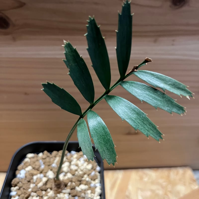 エンセファラルトス ホリダス エンセファラルトス ホリダス | GREEN LUCK