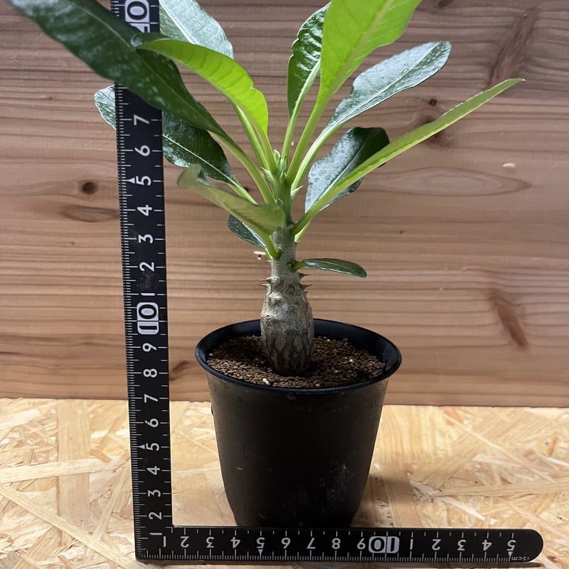 パキポディウム ウィンゾリー | GREEN LUCK