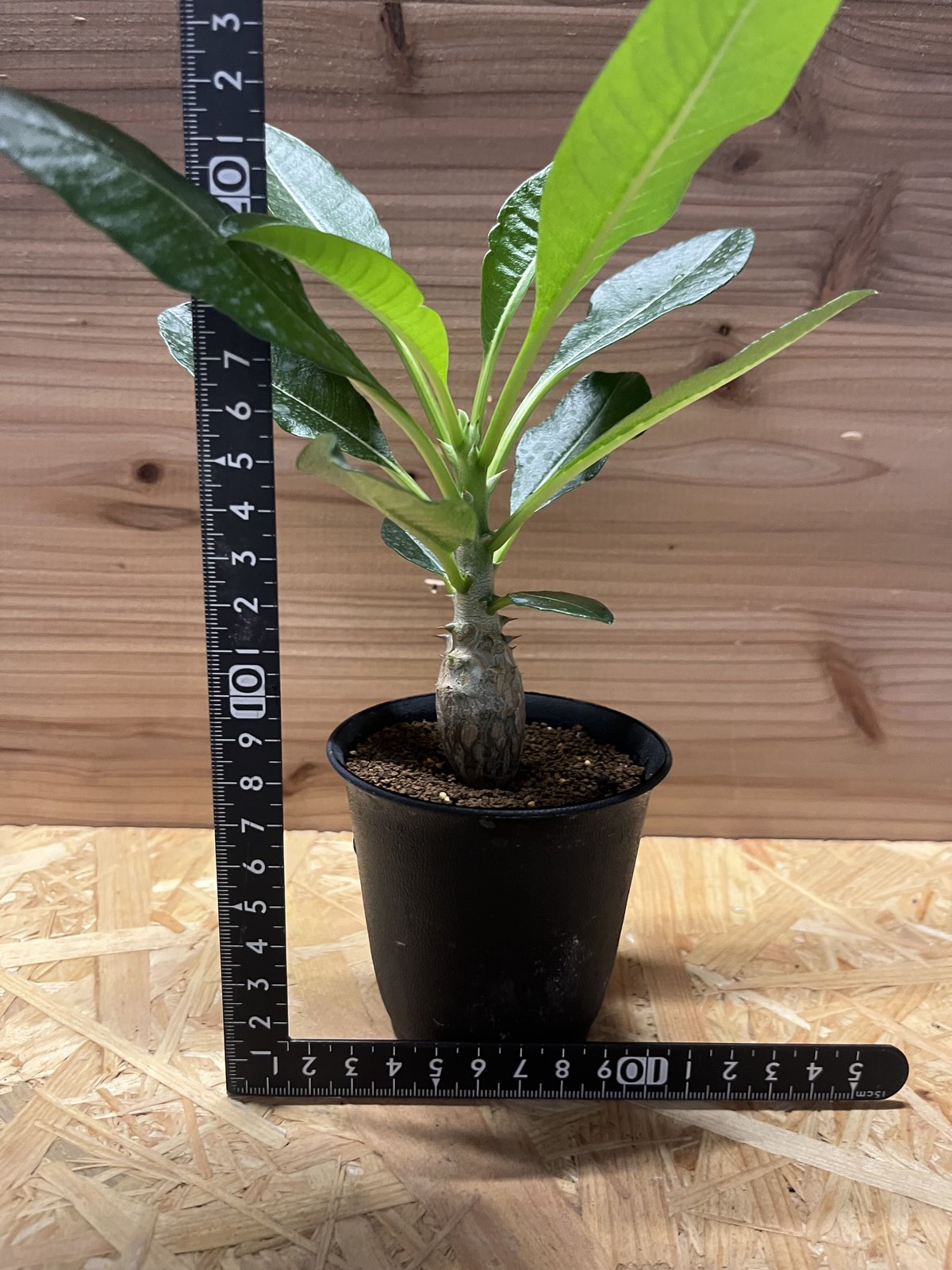 プリンさんウィンゾリー　10 パキポディウム ウィンゾリー | GREEN LUCK