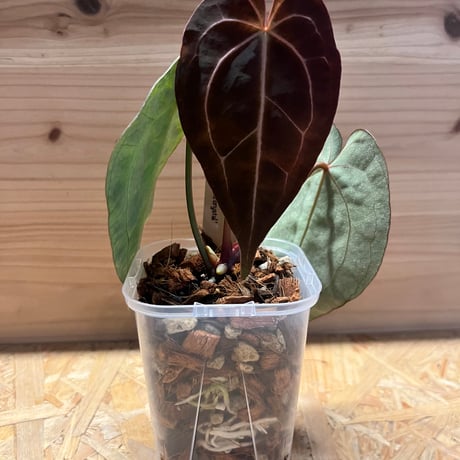 KQセット】 アンスリウム ベイチー ワロクアーナム KQセット