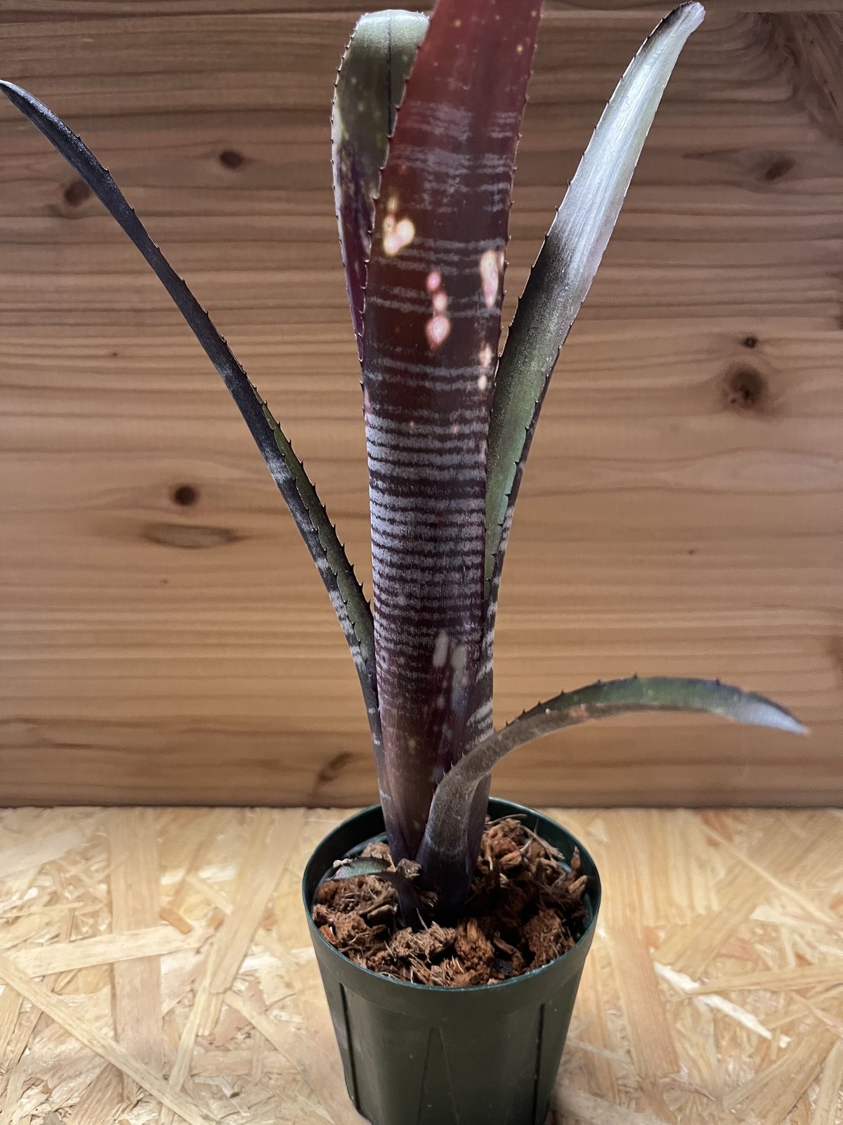 ビルベルギア ダースベイダー | GREEN LUCK