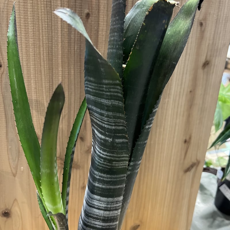 超特大　ビルベルギア　ダースベイダー ビルベルギア ダースベイダー | GREEN LUCK