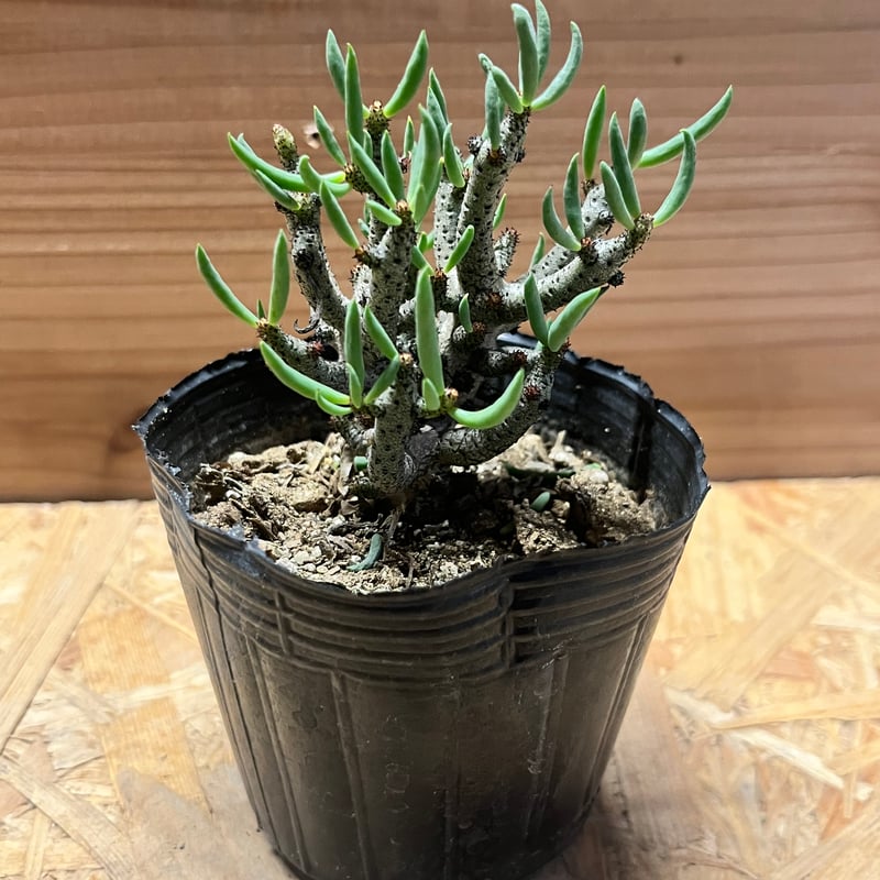 チレコドン ブッコルジアヌス | GREEN LUCK