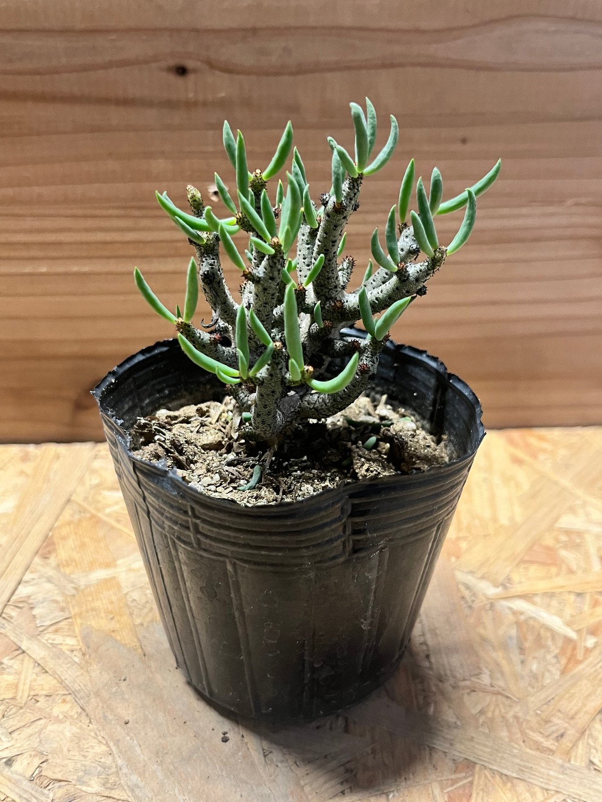 チレコドン ブッコルジアヌス | GREEN LUCK