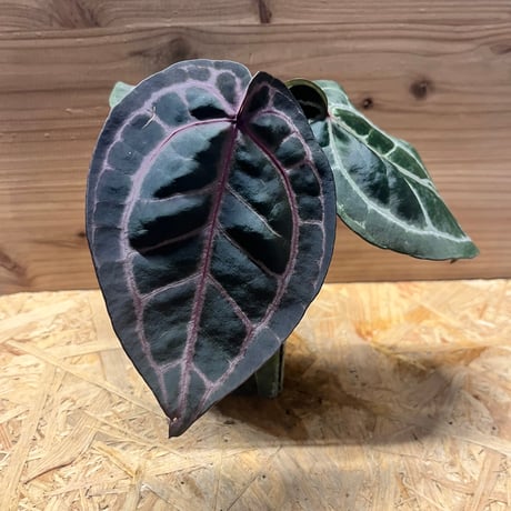 アンスリウム | STORES