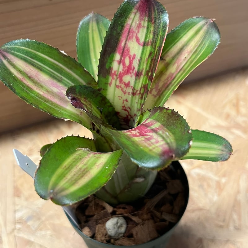 ネオレゲリア　バイーアナ　会長株 おしゃれ 着生植物 観葉植物：ネオレゲリア ファイヤーボール*5号吊り