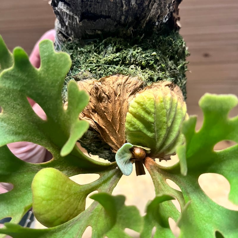 ビカクシダ リドレイ ドワーフ シルベリー | GREEN LUCK