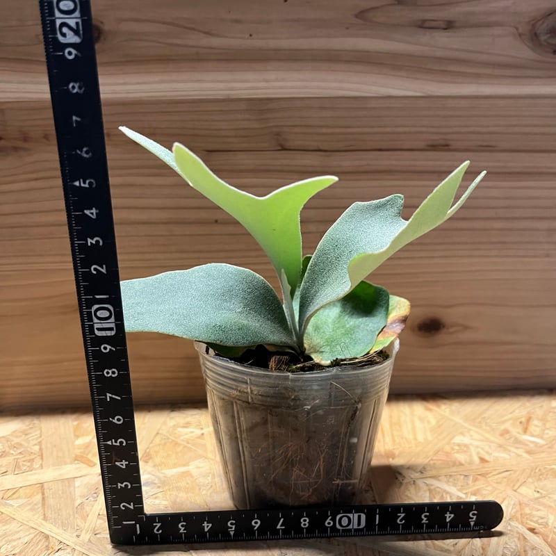 ビカクシダ ウィリンキー バリ | GREEN LUCK