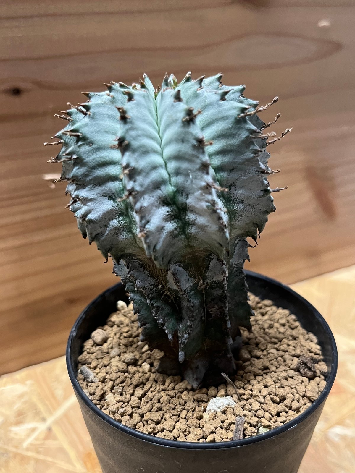 ユーフォルビア ホリダ | GREEN LUCK