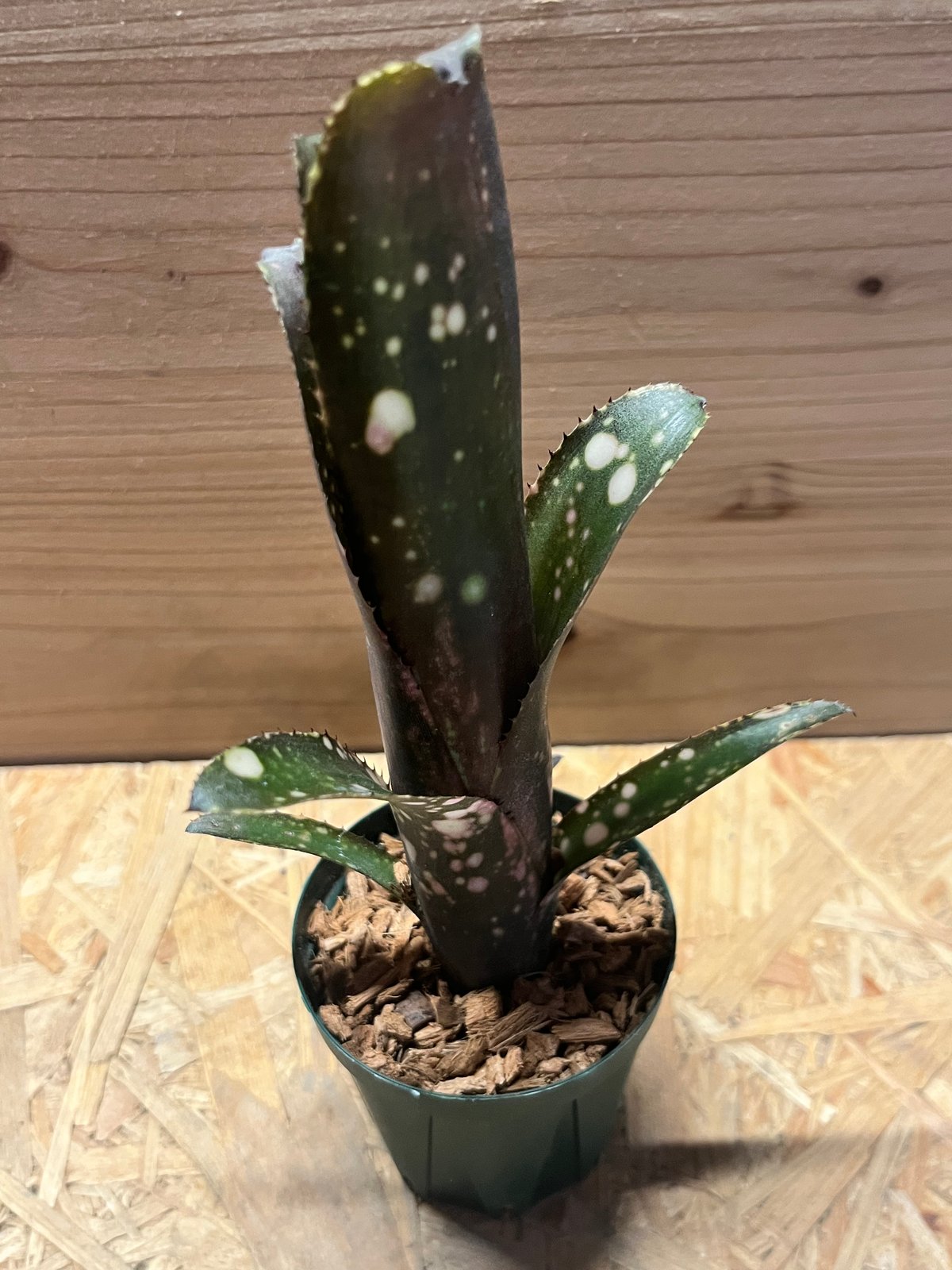 ビルベルギア 'ディッピンドッツ' | GREEN LUCK