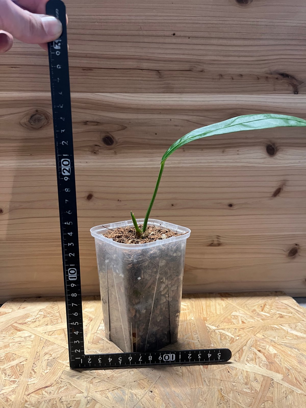 アンスリウム sp.モロナ | GREEN LUCK