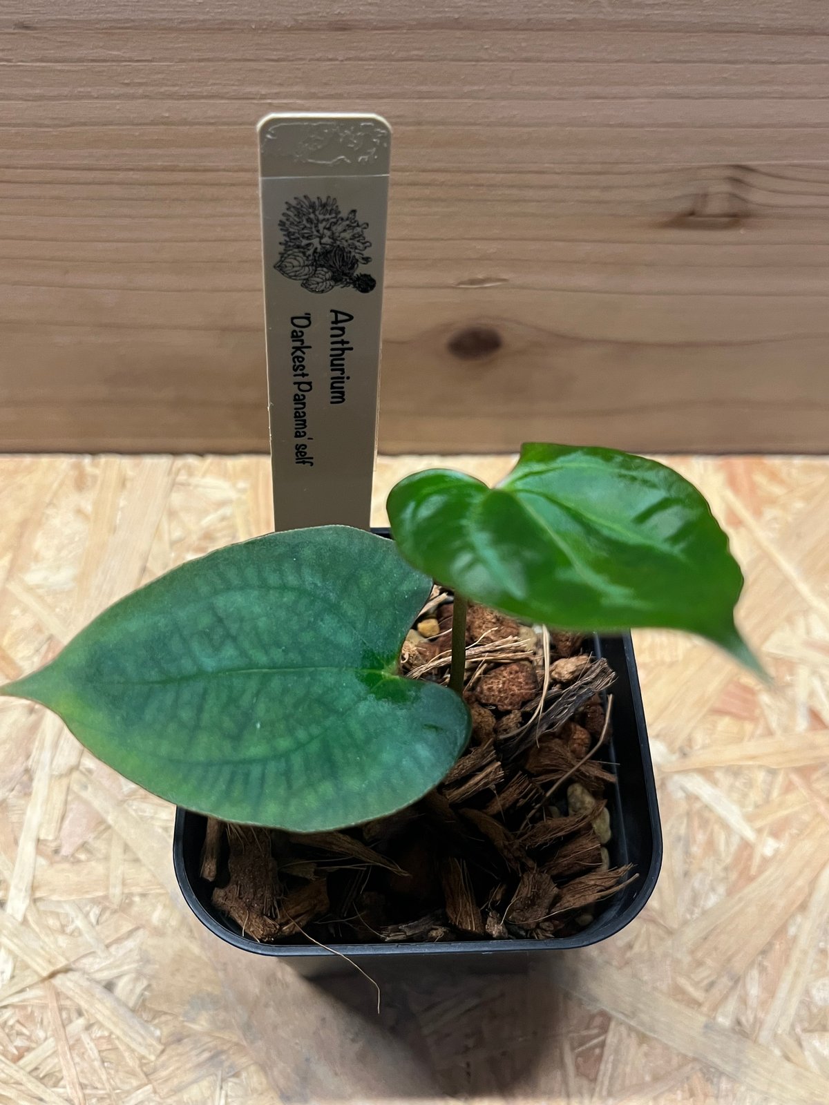 アンスリウム ダーケストパナマ | GREEN LUCK