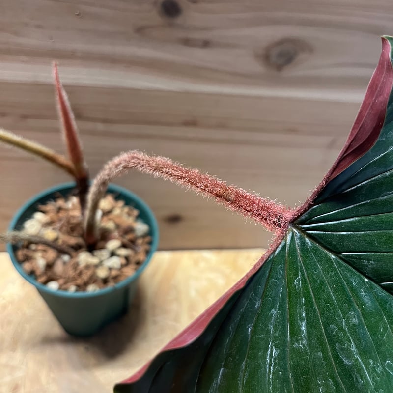 フィロデンドロン スクアミカウレ ブラッド | GREEN LUCK