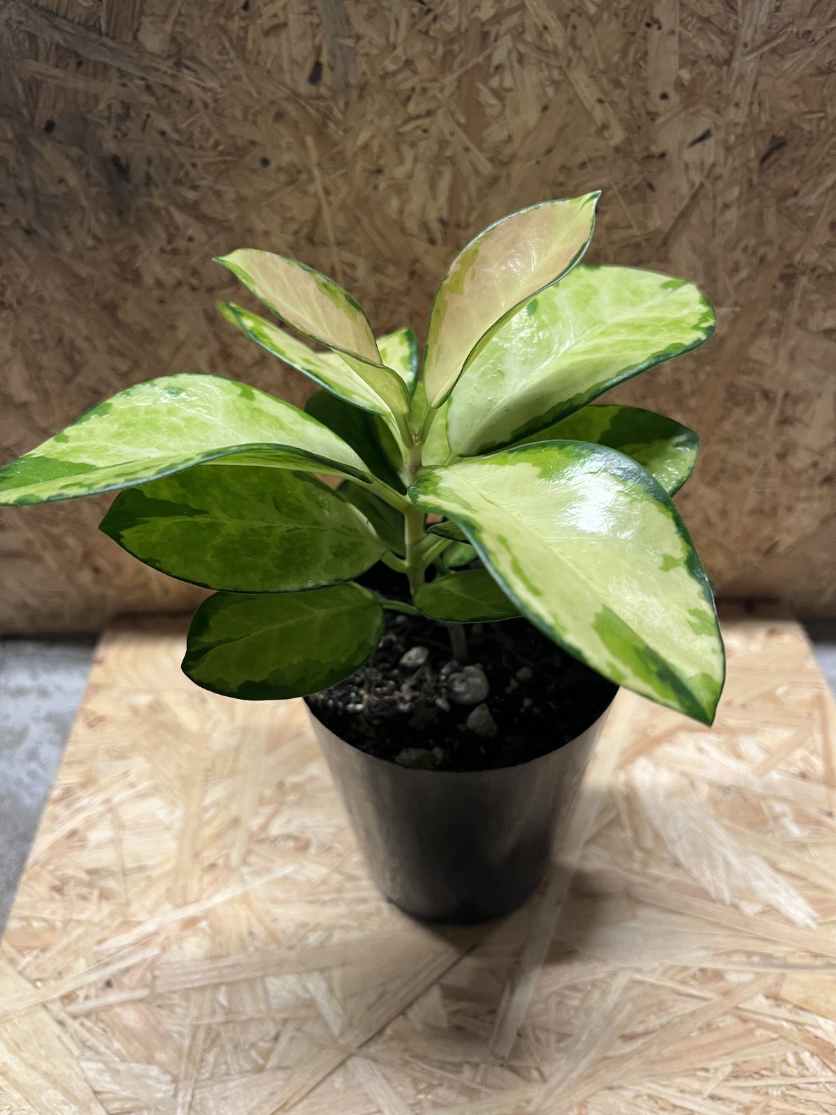 ホヤ オーストラリス リサ | GREEN LUCK