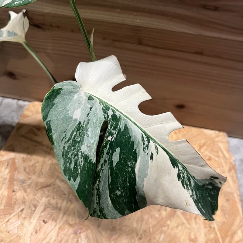 811 斑入 モンステラ ボルシギアナ　Monstera WhiteTiger 811 斑入 モンステラ ボルシギアナ Monstera WhiteTiger