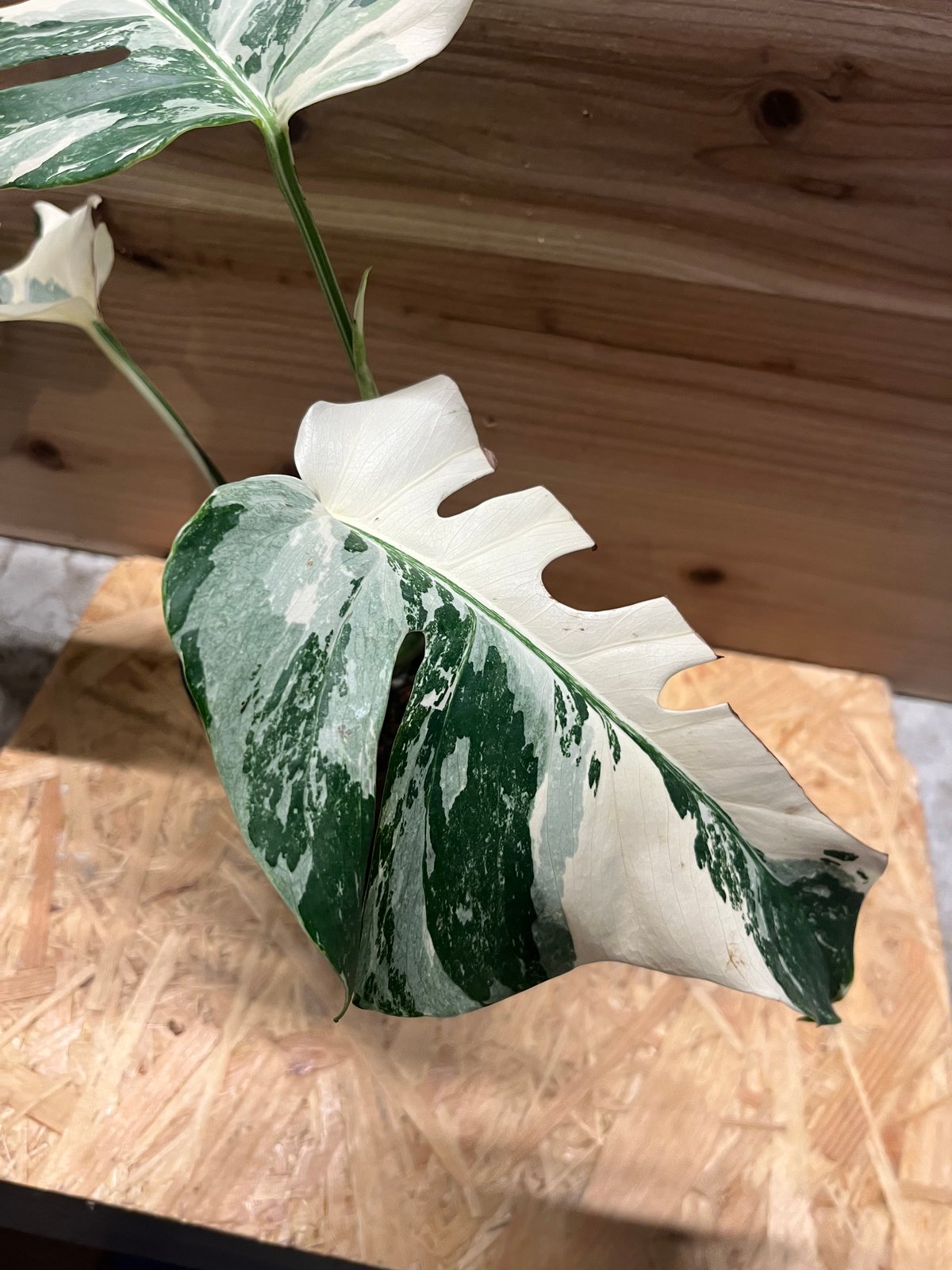 斑入りモンステラ ボルシギアナ ホワイトタイガー | GREEN LUCK