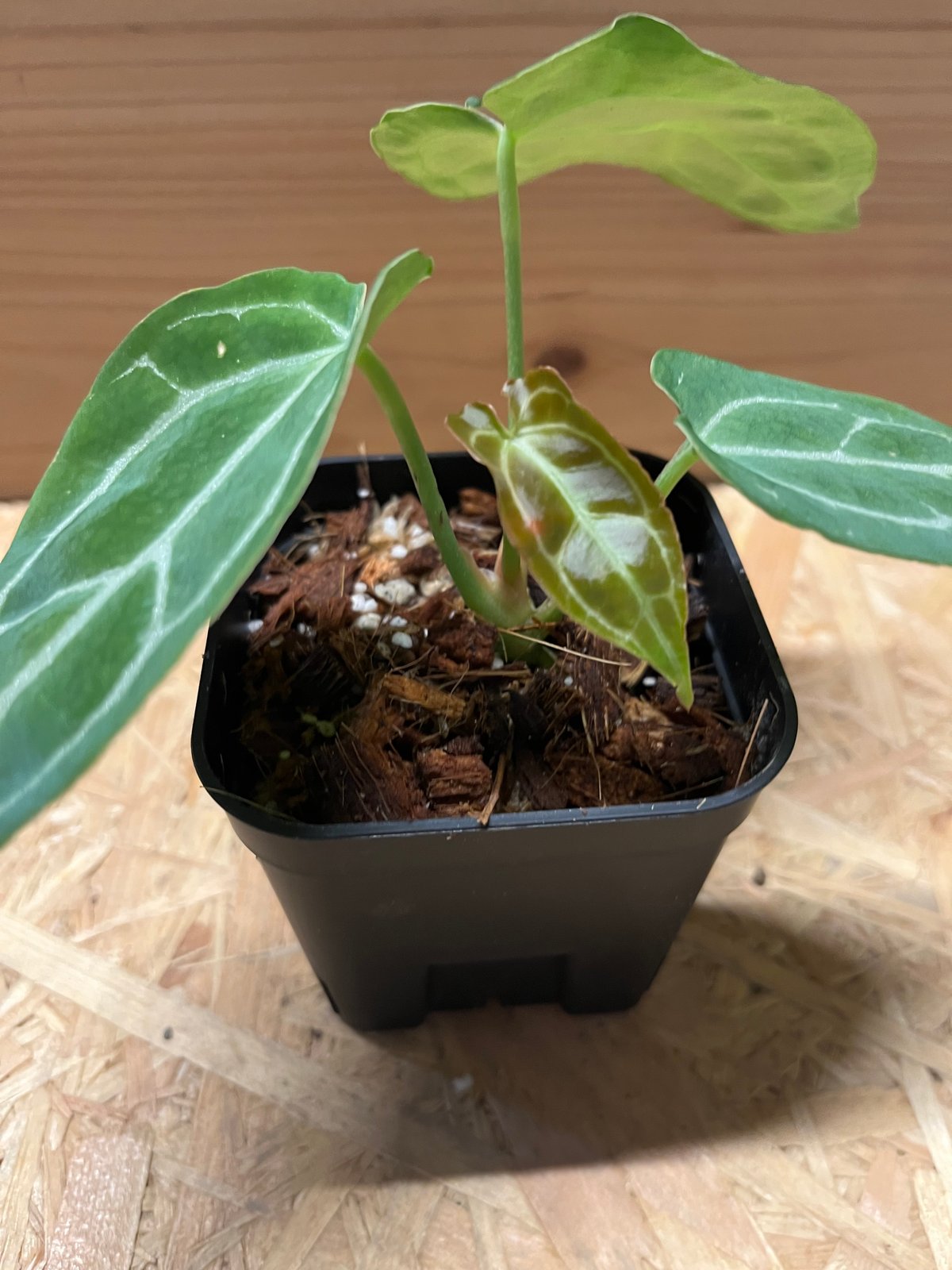 アンスリウム クリスタリナム | GREEN LUCK