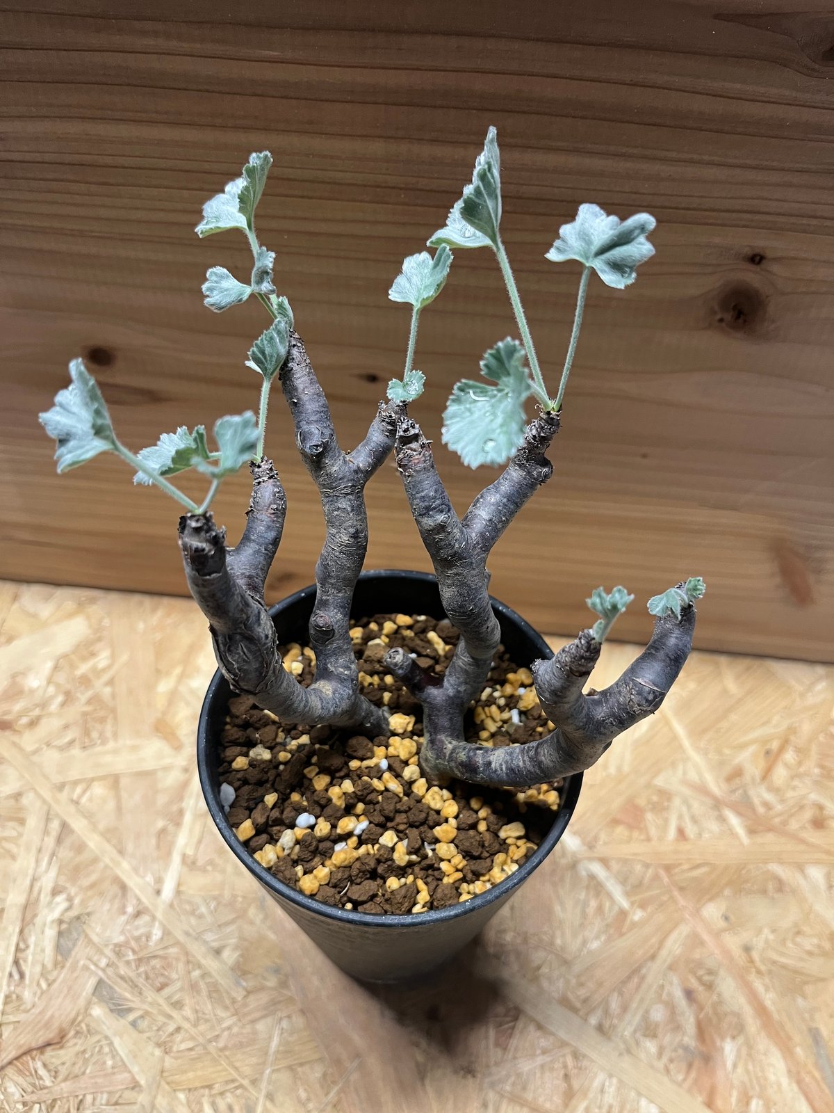 ペラルゴニウム ミラビレ | GREEN LUCK