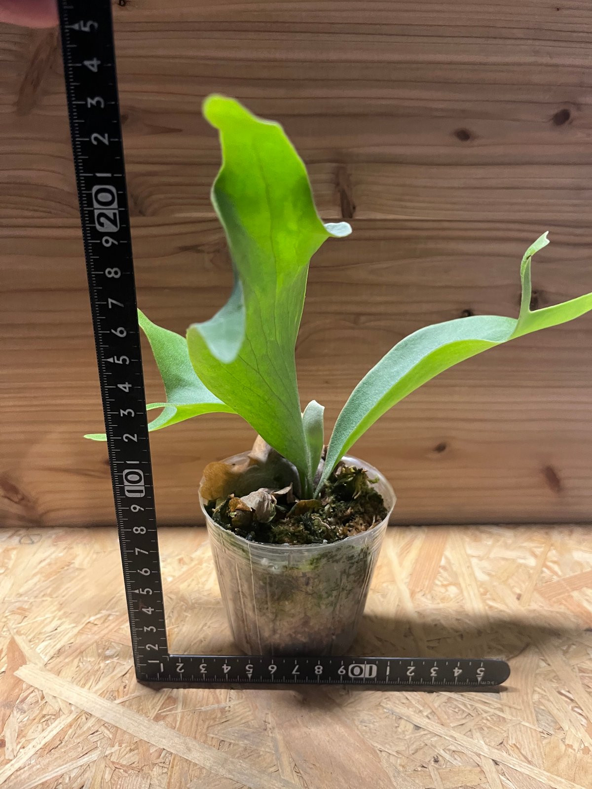 ビカクシダ ヒリー マグニフィセント | GREEN LUCK