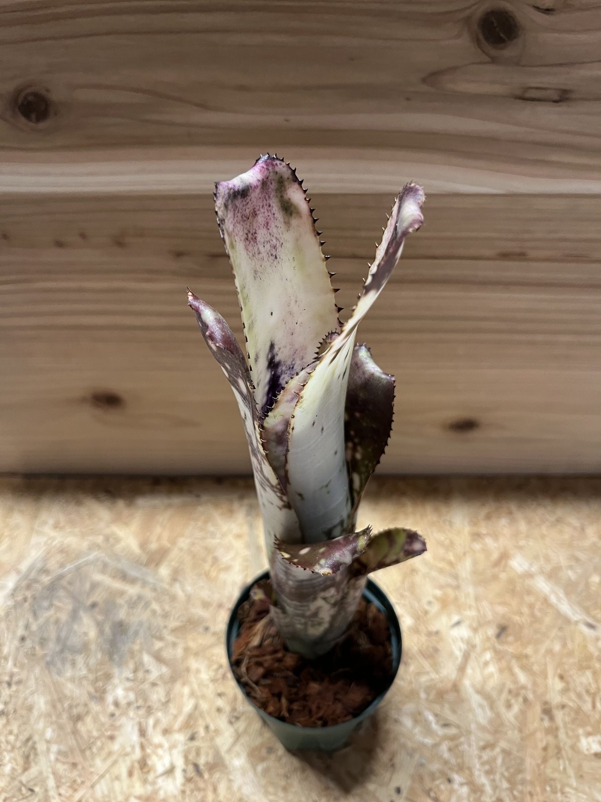 ビルベルギア ミッドナイトサン | GREEN LUCK