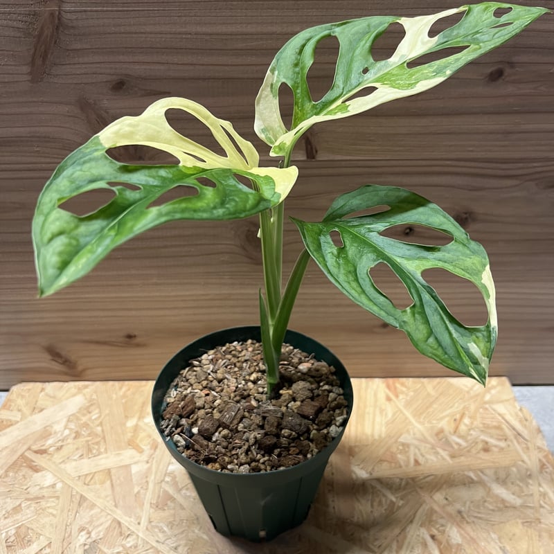 マドカズラ斑入り 大型 Monstera adansonii giant - 植物/観葉植物