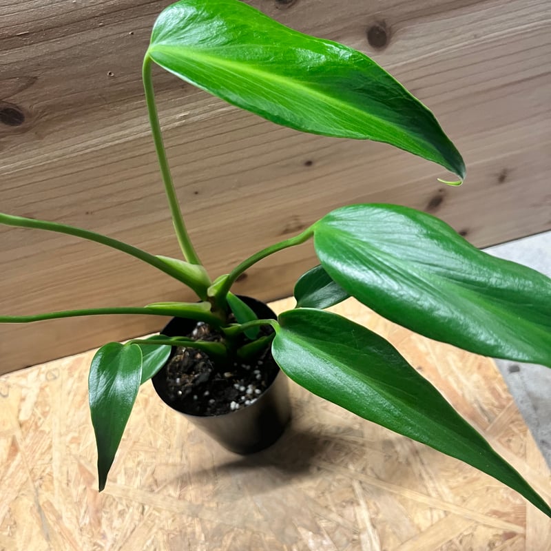 モンステラ バールマルクスフレーム　トップカット　発根済 モンステラ バールマルクスフレーム 発根済み - メルカリ