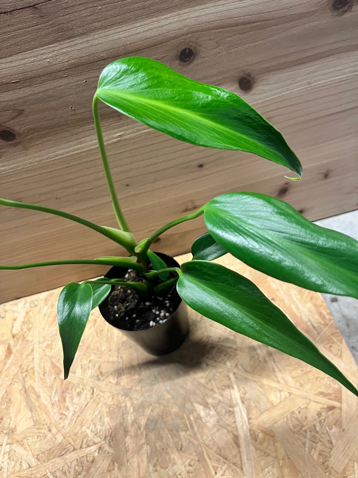 超希少❗️モンステラ　バールマルクスフレーム✨ モンステラ バールマルクスフレーム | GREEN LUCK