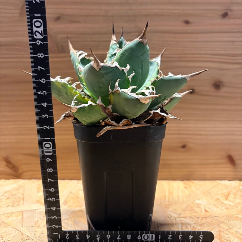 アガベ チタノタ 'ノーネーム' 斑入り | GREEN LUCK