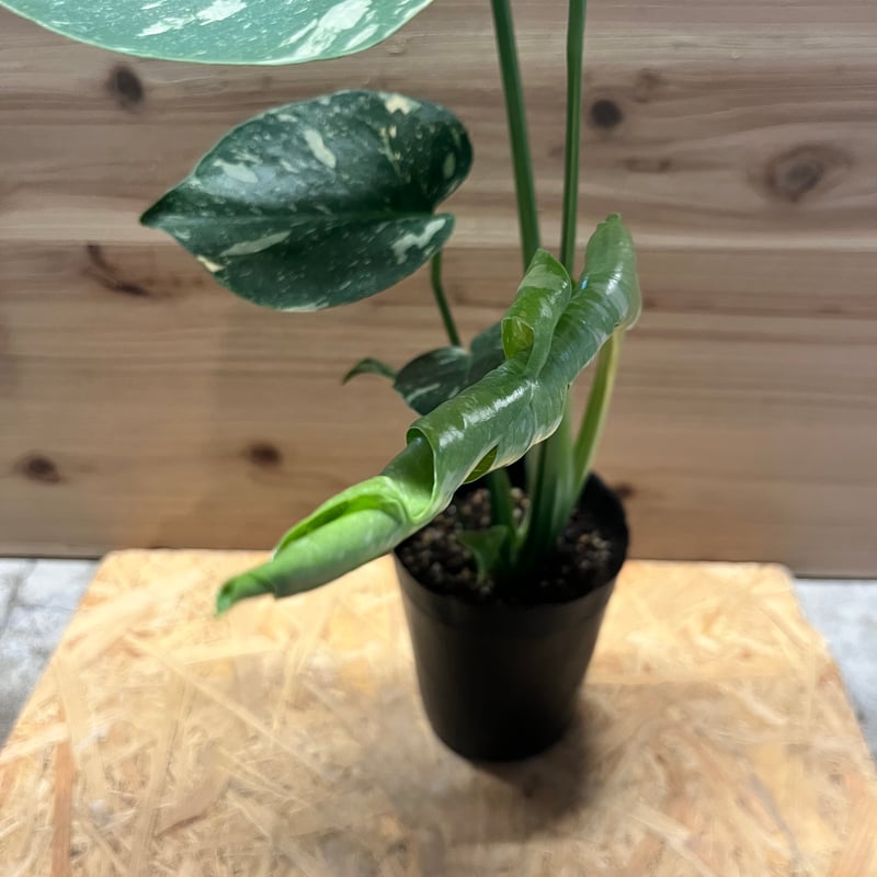 園芸ネット本店｜モンステラ：デリシオーサ：タイコンステレーション 8