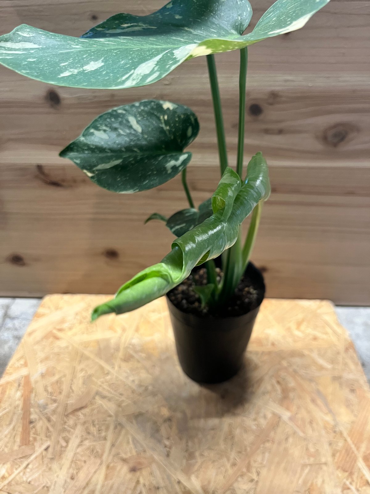 モンステラ デリシオーサ タイコンステレーション | GREEN LUCK