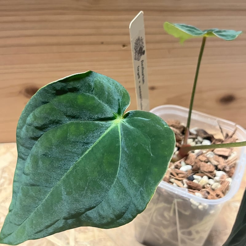 アンスリウム フォルゲッティ×アントラキー（tezula） | GREEN LUCK