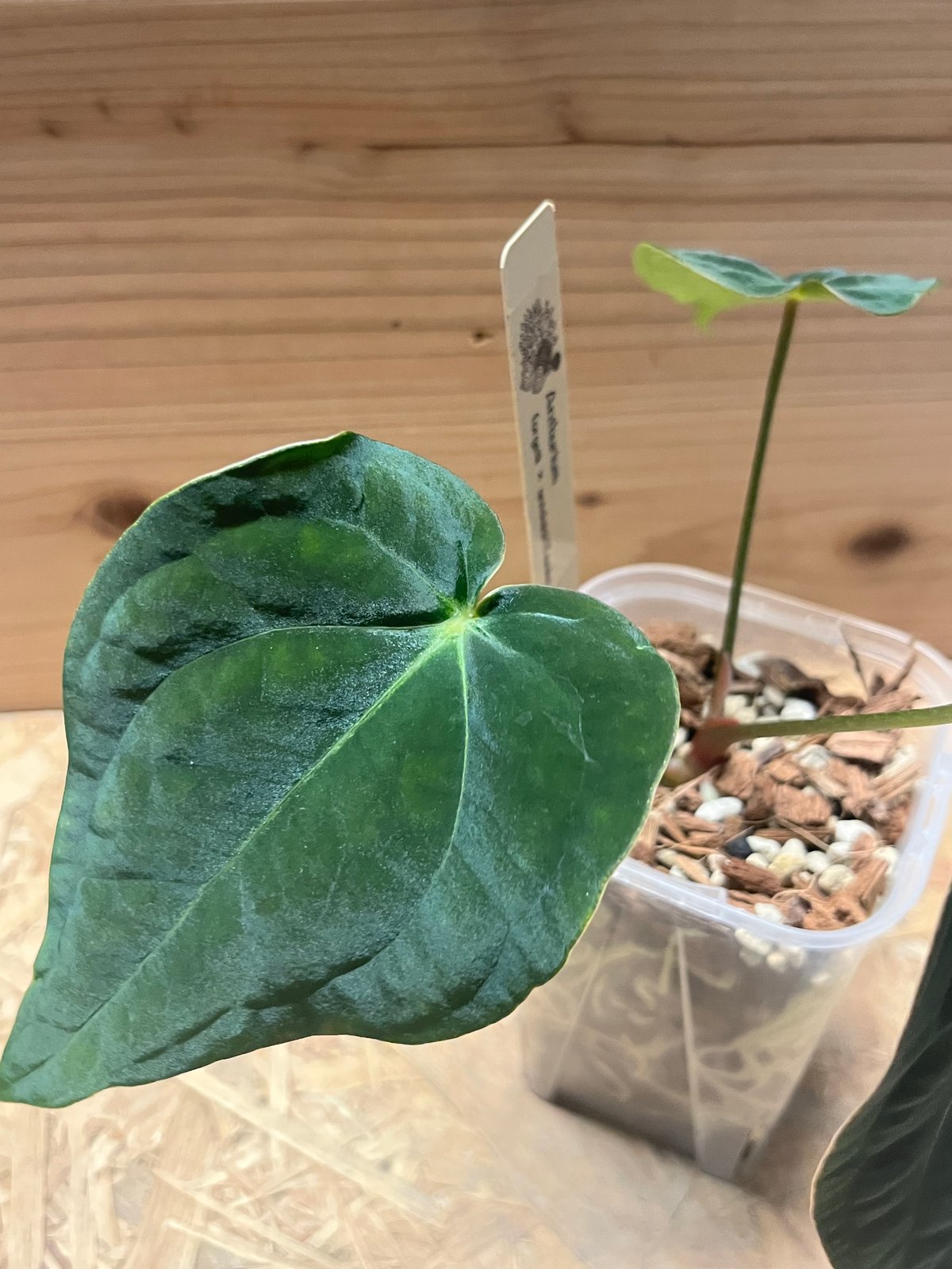 アンスリウム フォルゲッティ×アントラキー（tezula） | GREEN LUCK