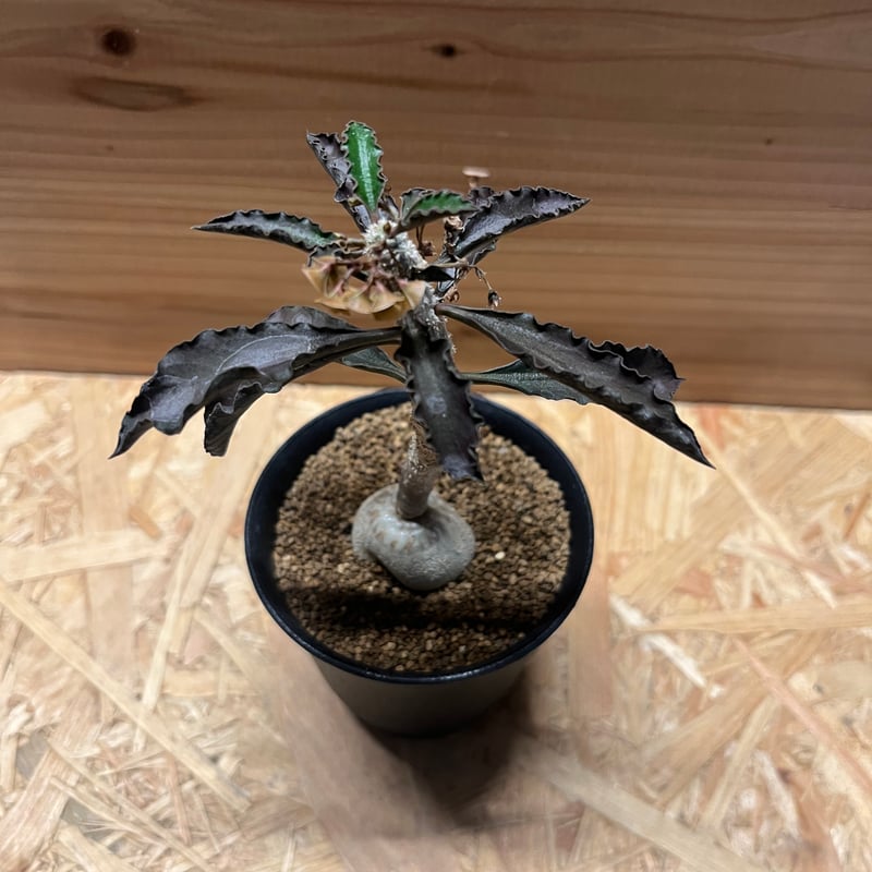 ユーフォルビア アンボボンベンシス | GREEN LUCK