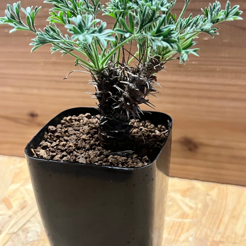 ペラルゴニウム ヒストリクス | GREEN LUCK