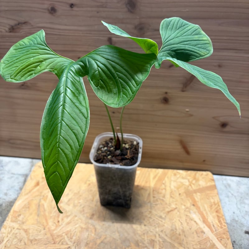 アンスリウム ドラコノプテラム Anthurium Draconopterum アンスリウム ドラコノプテラム Anthurium Draconopterum 【公式通販】