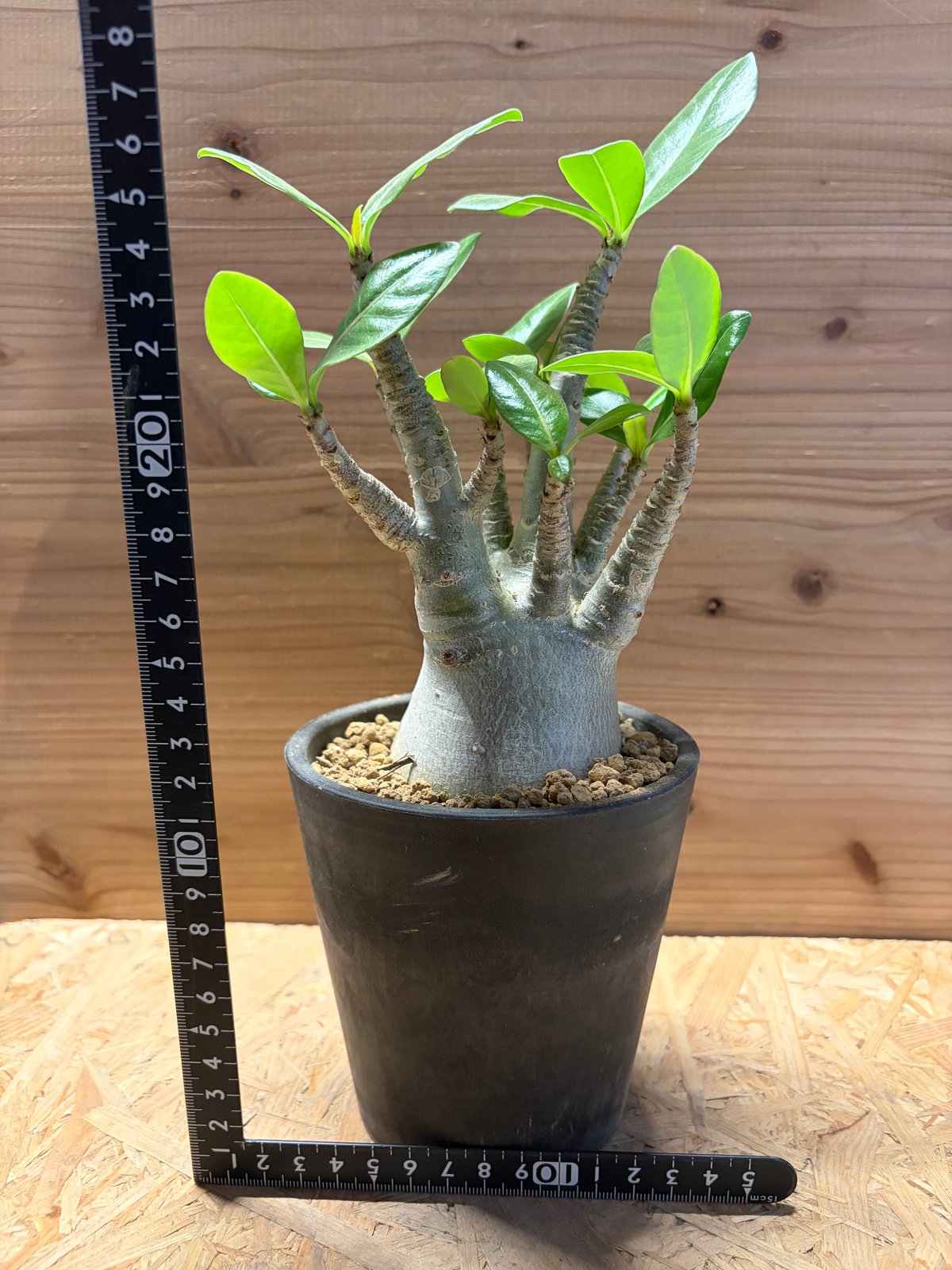 【発根済み】アデニウム タイソコトラナム(超優良株) アデニウム タイソコトラナム | GREEN LUCK