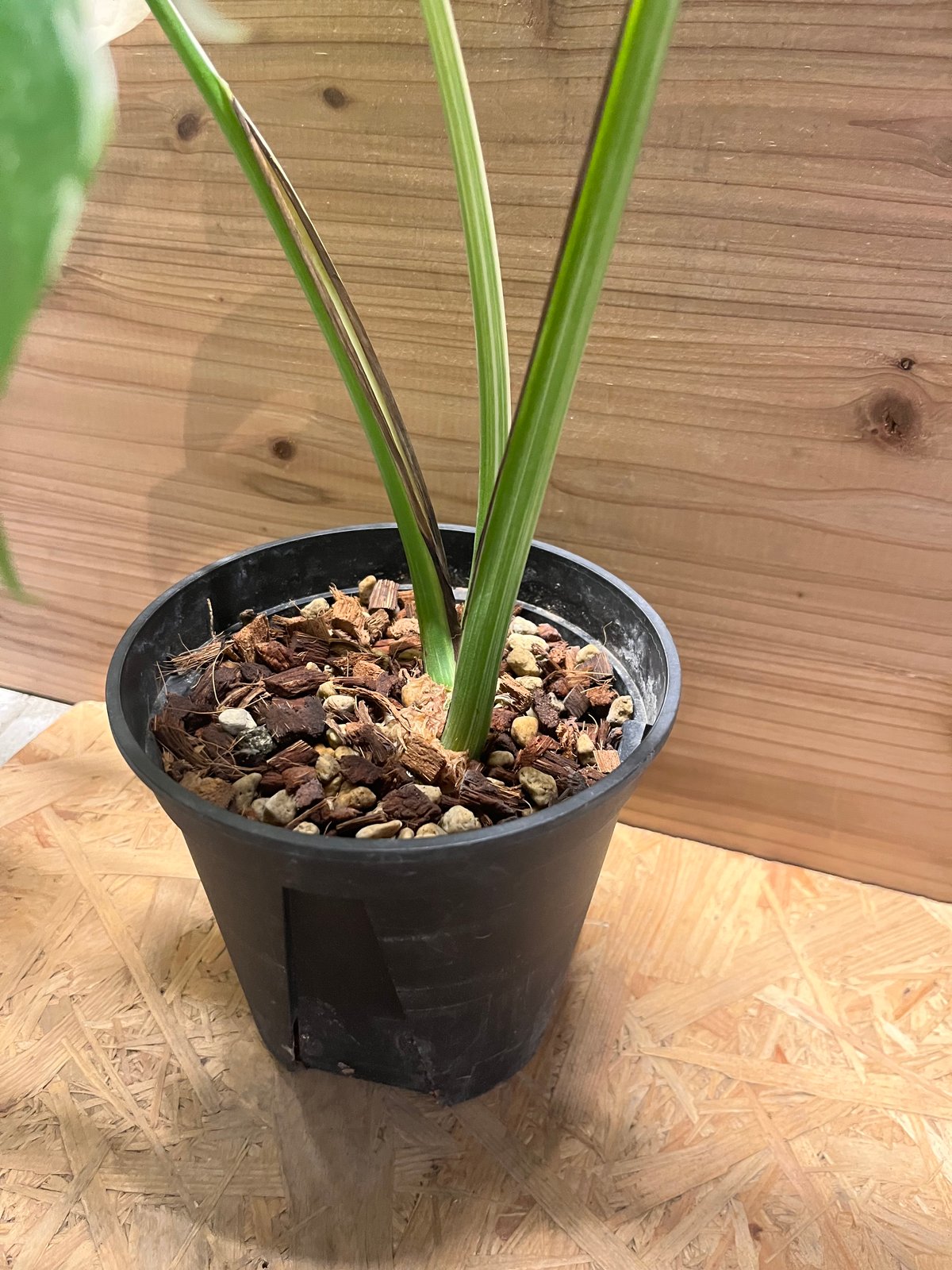 モンステラ 'ホワイトフェアリー' | GREEN LUCK