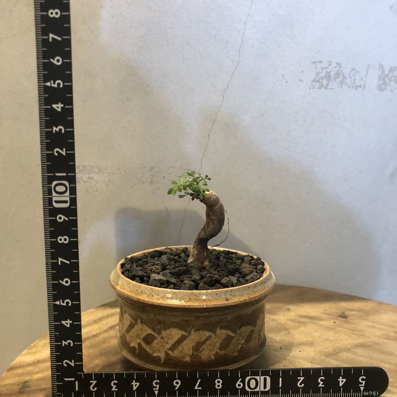 オペルクリカリア パキプス根挿し×刻紋鉢 | GREEN LUCK